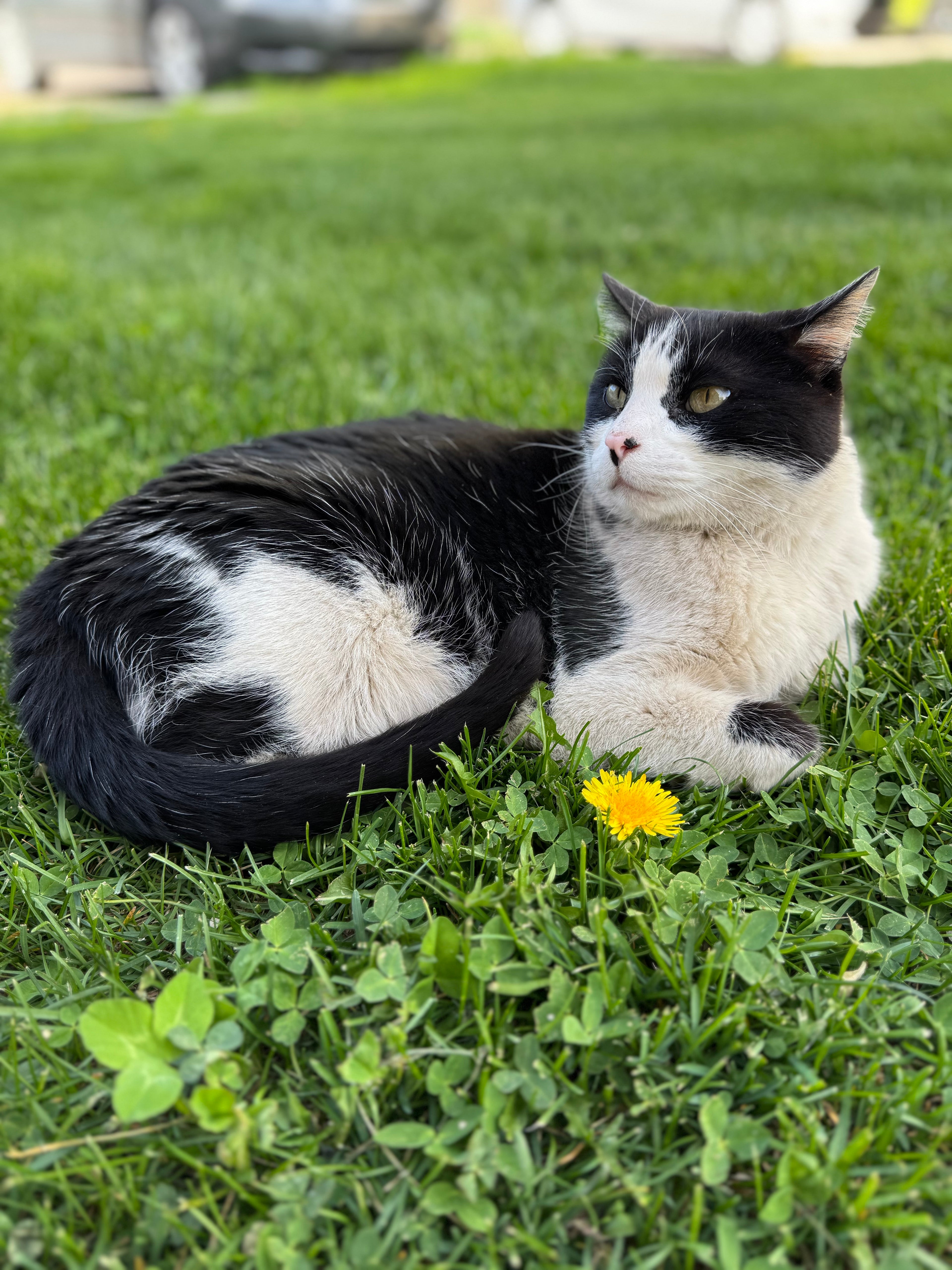 A black and white cat lying on green grass next to a small yellow dandelion.