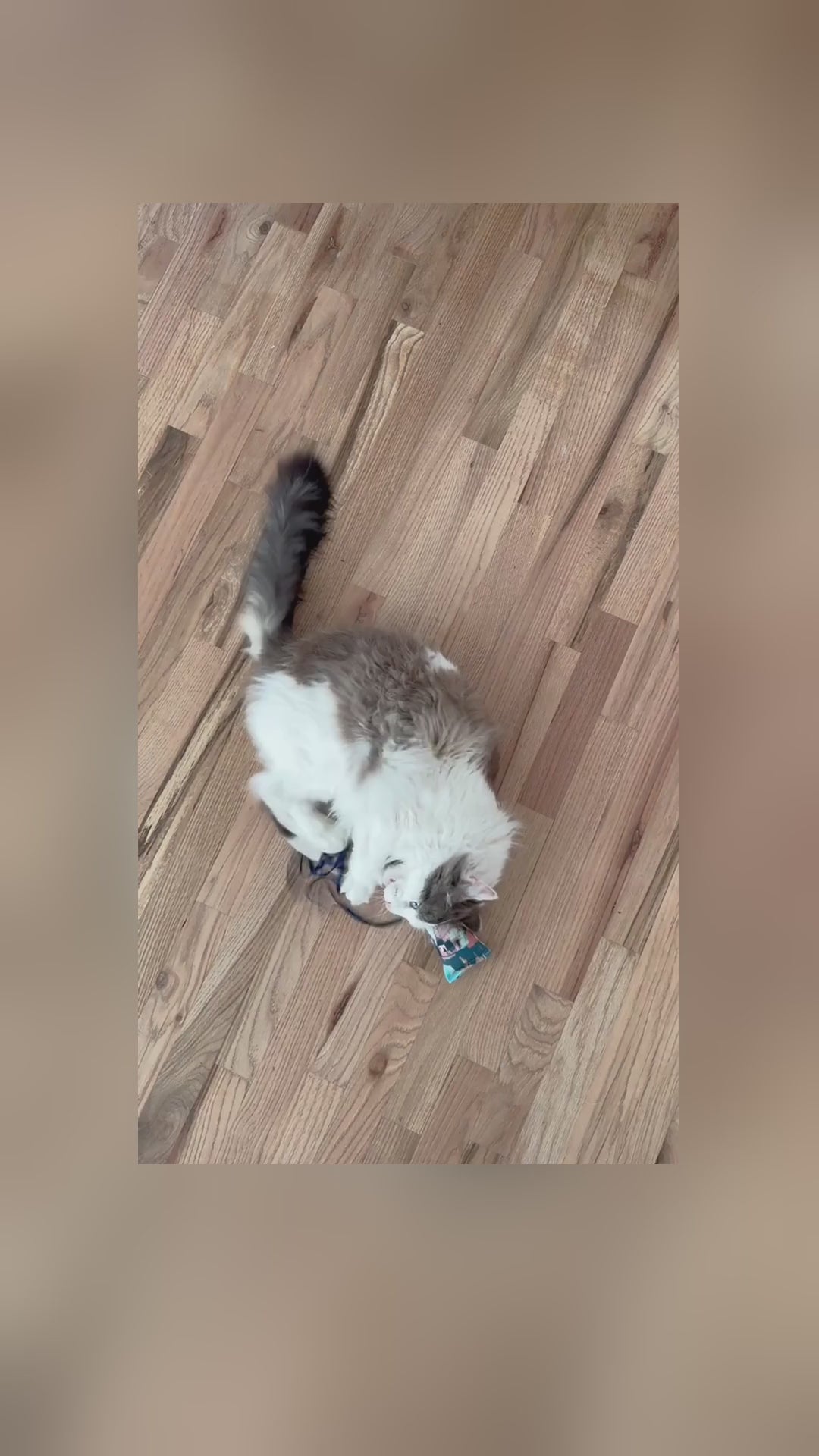 Cat Kicker Toy: Sprinkle Stick